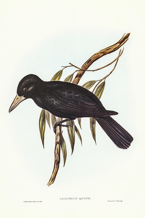 John Gould Drawing - Quoys Crow-Shrike, Cracticus Quoyii by John Gould