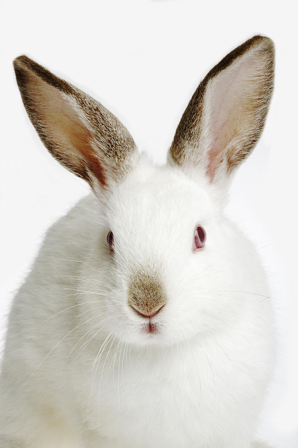 Rabbit against white background, close-up Photograph by Martin Harvey