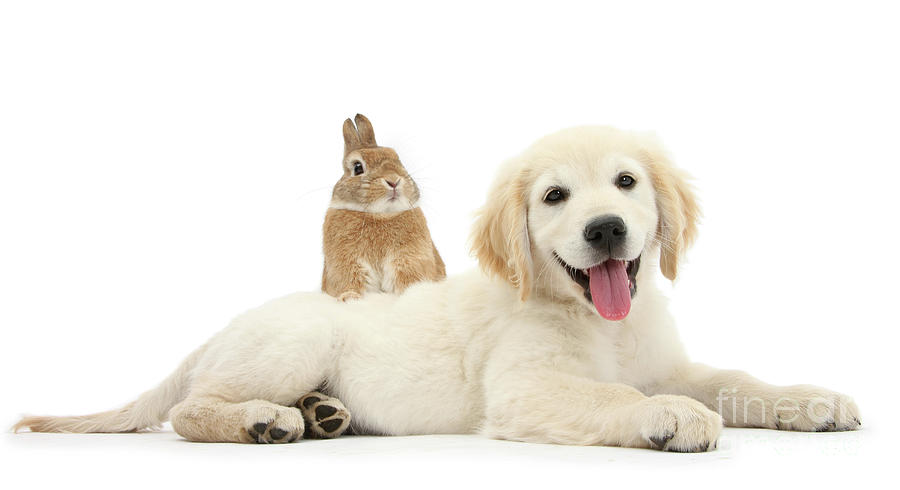 Rabbit and Golden Retriever pup Photograph by Warren Photographic