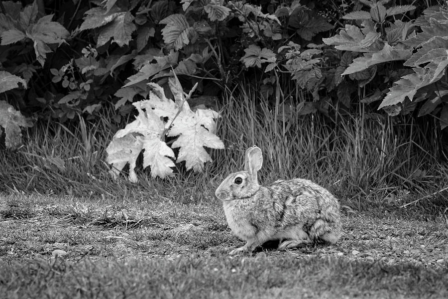 Rabbit and Leaves Photograph by Mary Lee Dereske