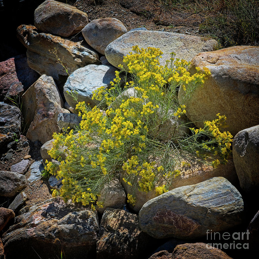 Rabbit Bush in Rocks Photograph by Jon Burch Photography