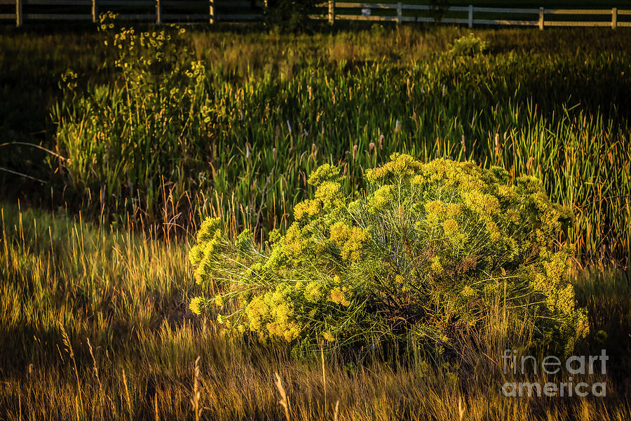Rabbit Bush Morning Photograph by Jon Burch Photography