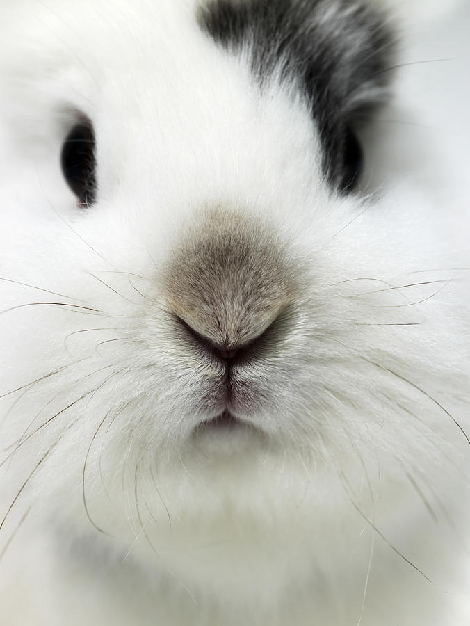 Rabbit, close-up Photograph by Michael Blann