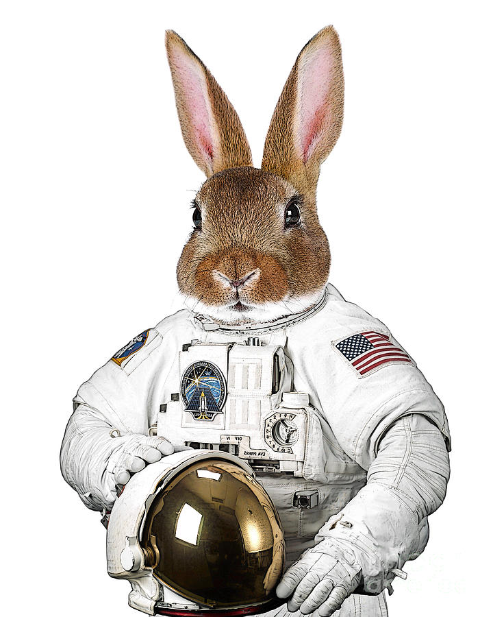 Rabbit Digital Art - Rabbit cosmonaut by Madame Memento