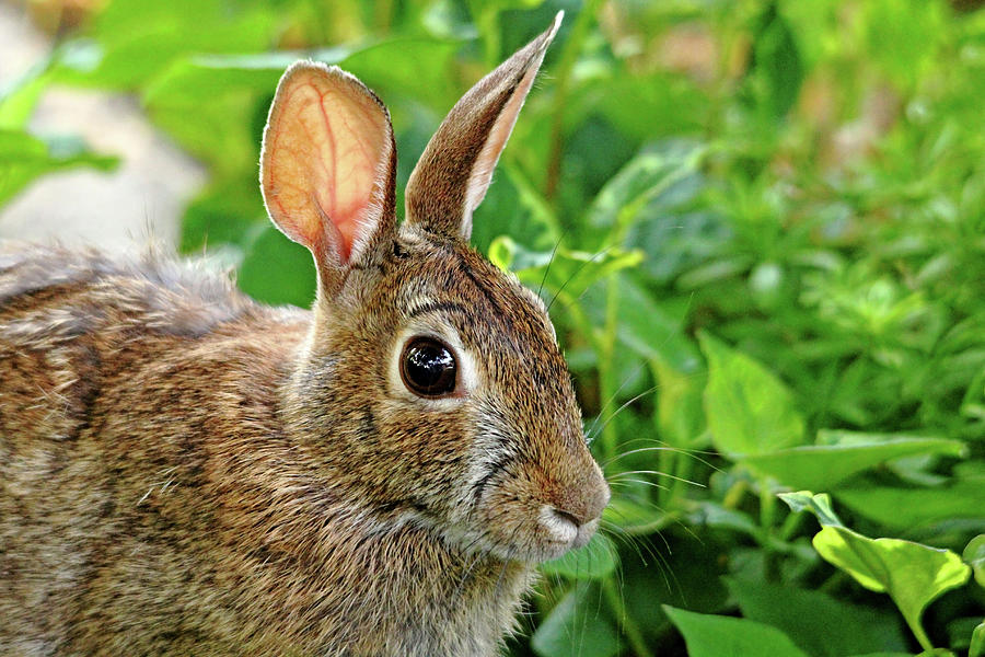 Rabbit Ears by Debbie Oppermann