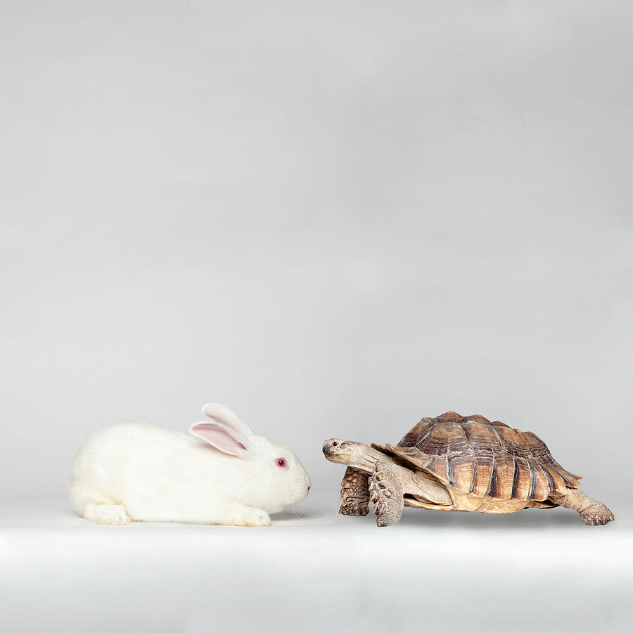 Rabbit face to face with turtle Photograph by Rubberball/Duston Todd