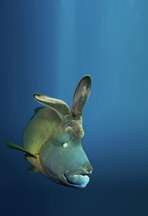 Fish Digital Art - Rabbit fish by Dray Van Beeck