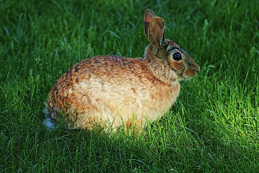 Rabbit Photograph by Gerald Salamone