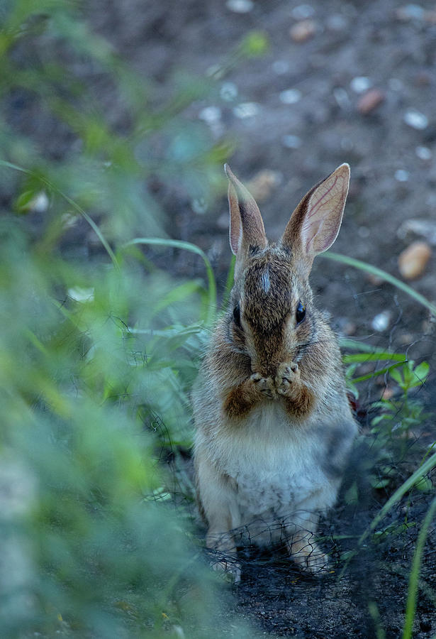 Rabbit Grooming I Photograph by Rachel Morrison