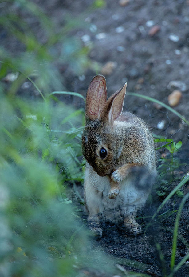 Rabbit Grooming II Photograph by Rachel Morrison