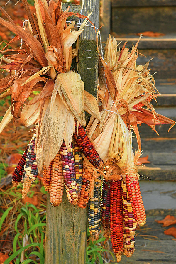 Rabbit Hash Indian Corn Photograph By Robert Tubesing - Fine Art America