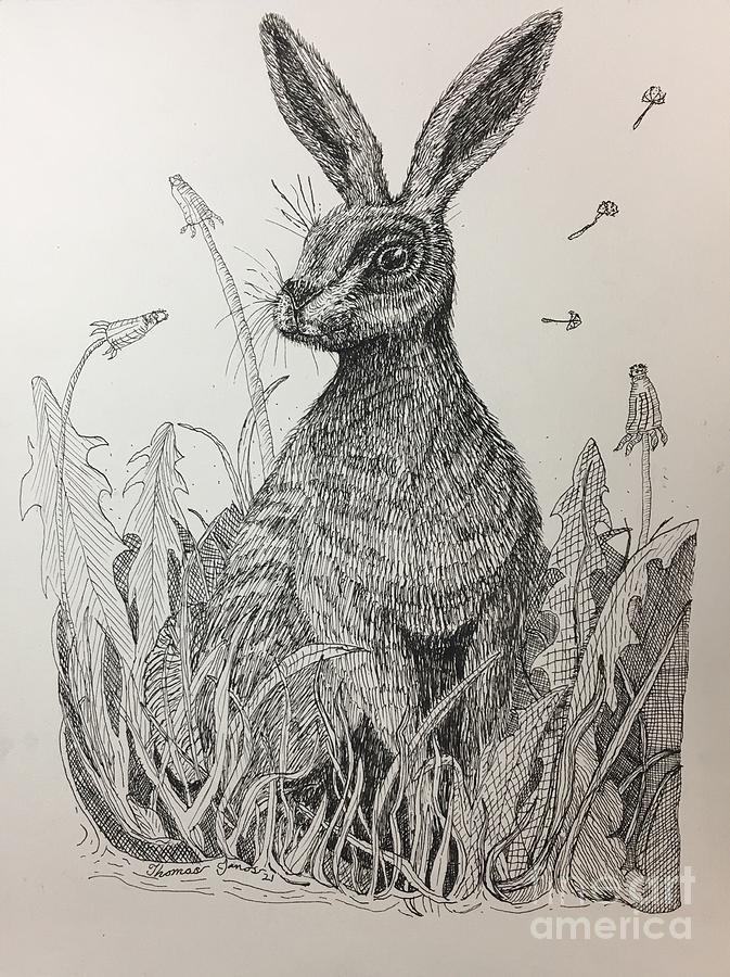 Rabbit in a Field Drawing by Thomas Janos