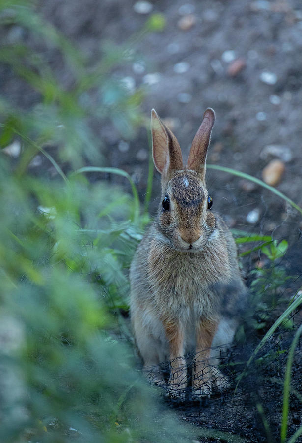 Rabbit in a Garden Photograph by Rachel Morrison