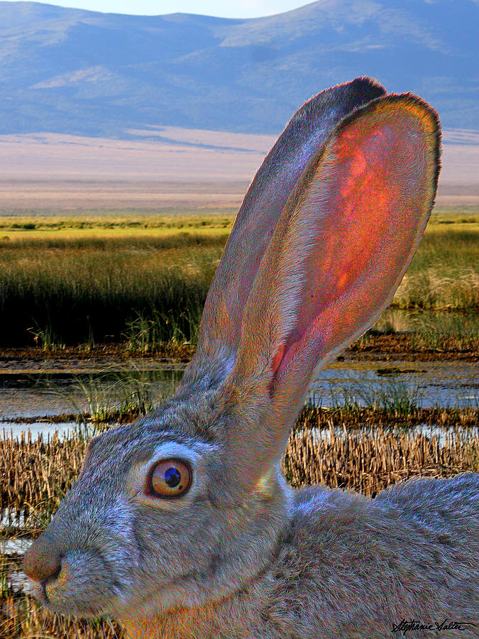 Rabbit in Marsh Photograph by Stephanie Salter