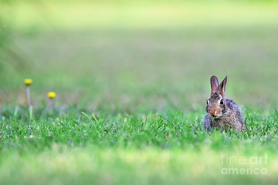 Rabbit In Springtime Photograph
