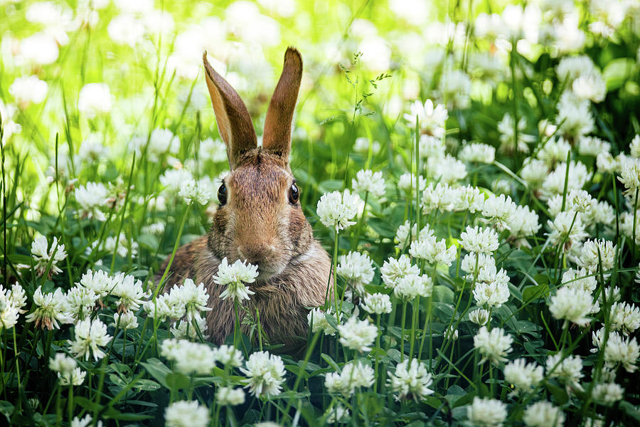 Rabbit in the Clover 1 Photograph by Rachel Morrison