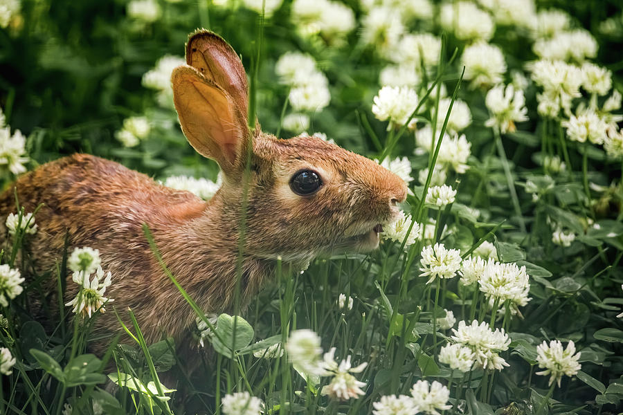 Rabbit in the Clover 7 Photograph by Rachel Morrison
