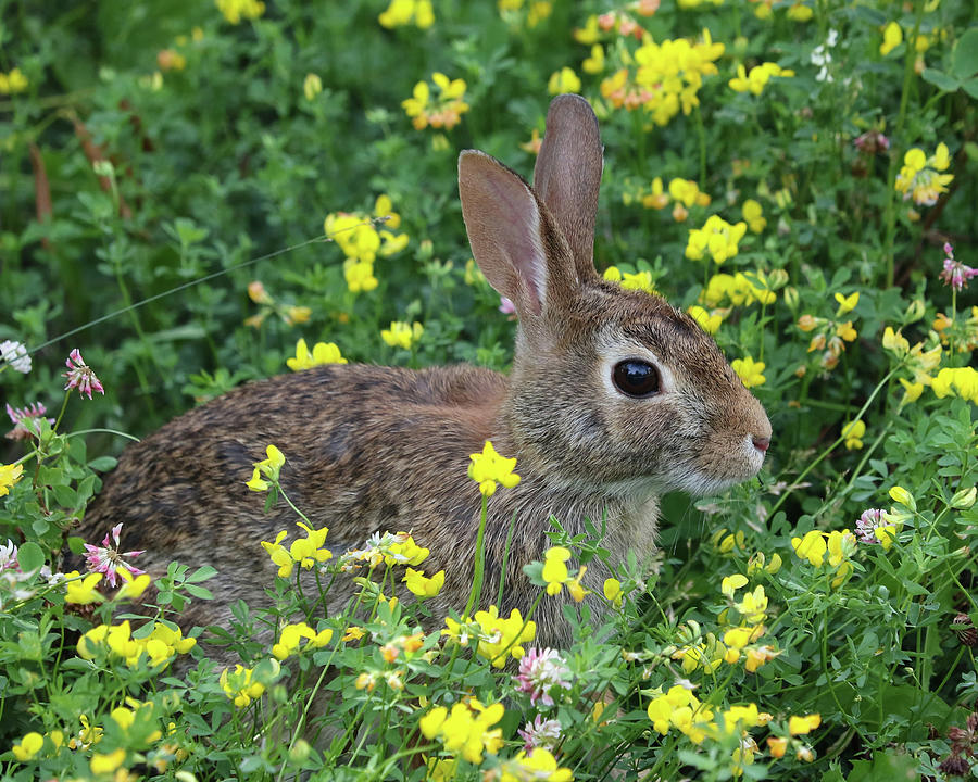 Rabbit In The Flowers 1 Photograph by Doris Potter