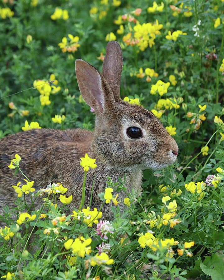 Rabbit In The Flowers 2 Photograph by Doris Potter