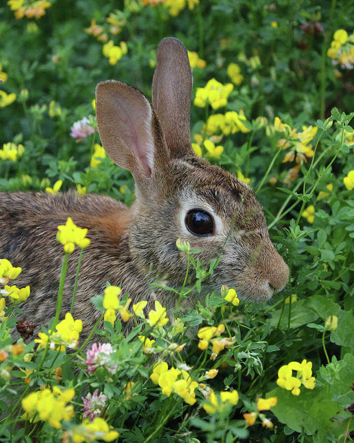 Rabbit In The Flowers Photograph by Doris Potter