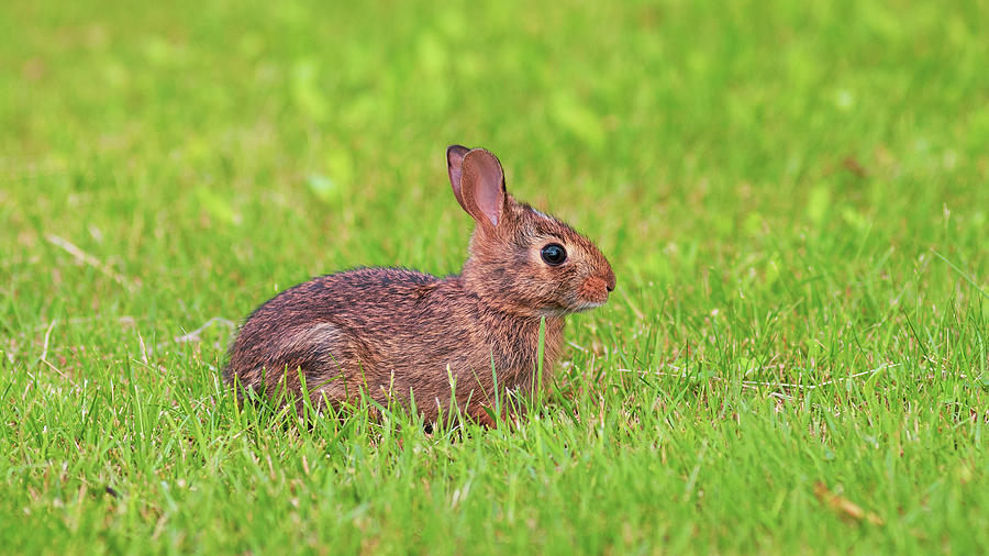 Rabbit in the Grass Photograph by Amelia Pearn