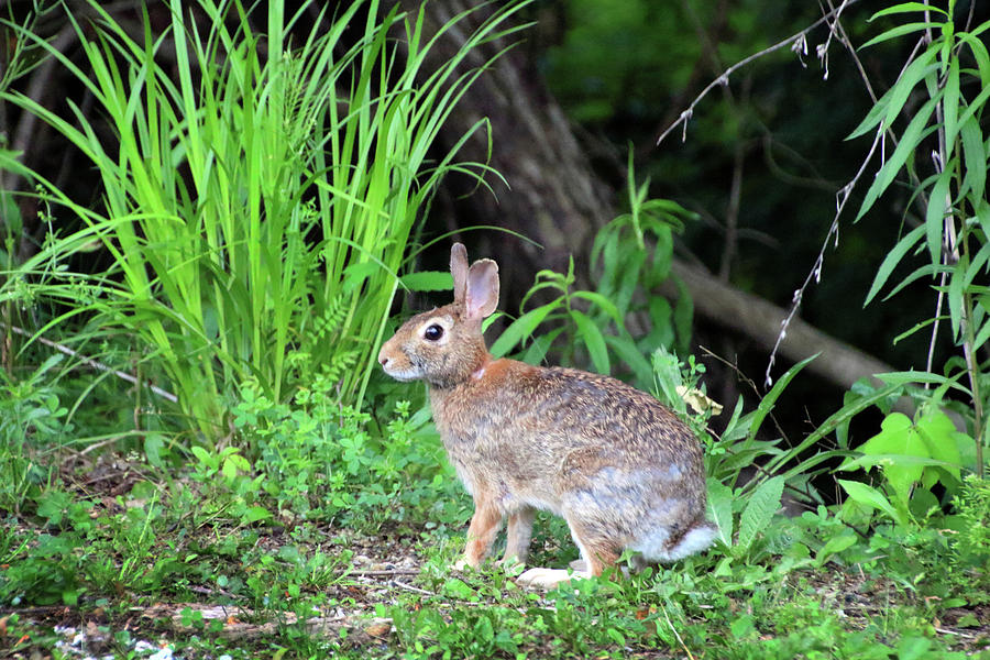 Rabbit in the Grass Photograph by Angela Murdock