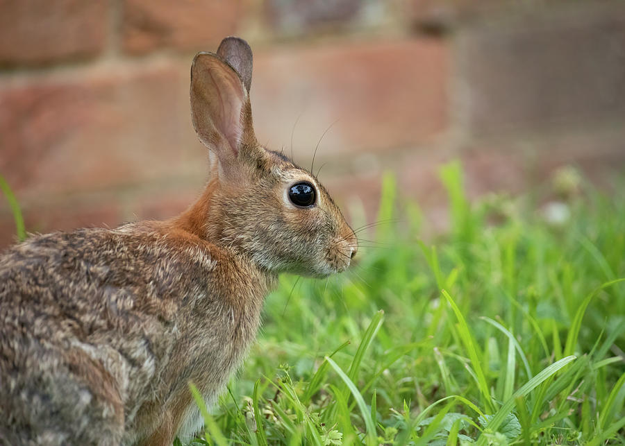 Rabbit in the Spring Photograph by Rachel Morrison