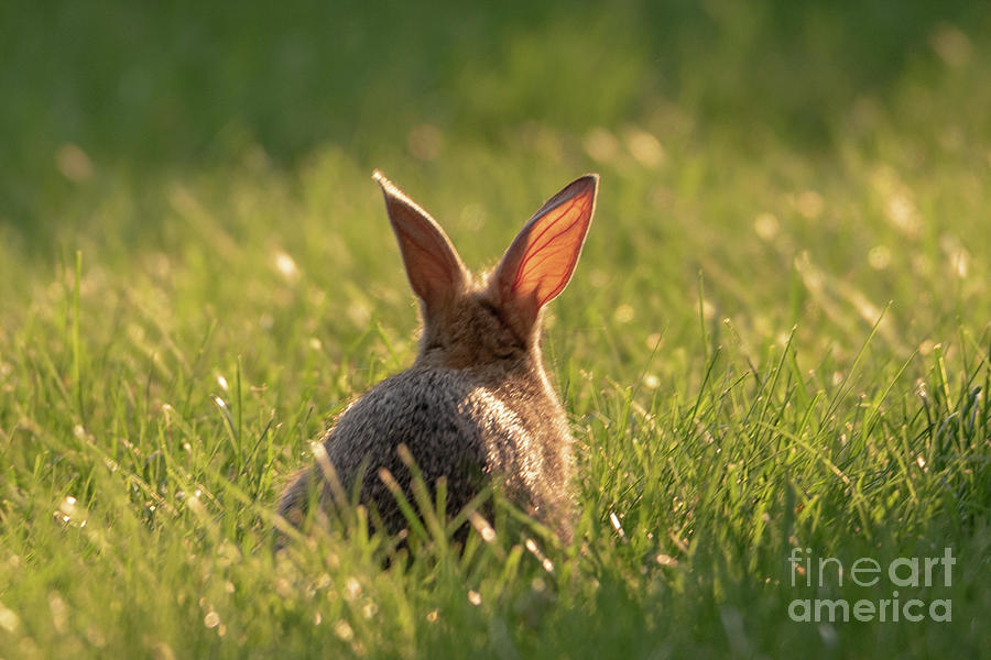 Rabbit in the Sunshine Photograph by Lorraine Cosgrove