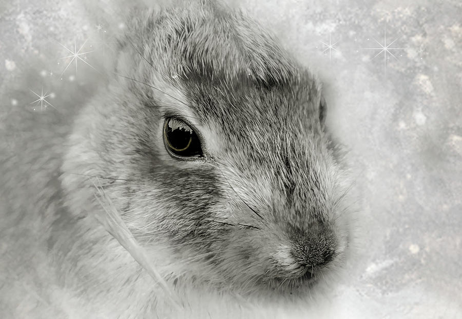 Rabbit in White Photograph by Sandra Js