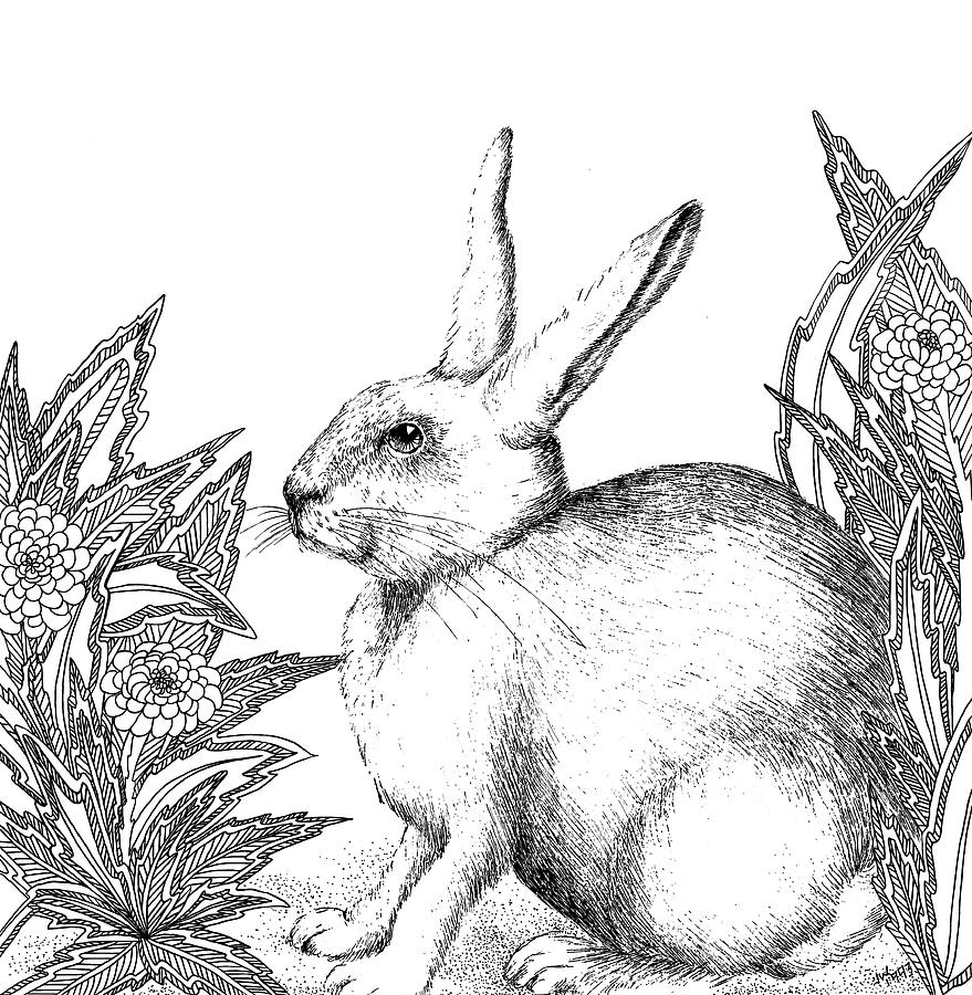 Rabbit Drawing