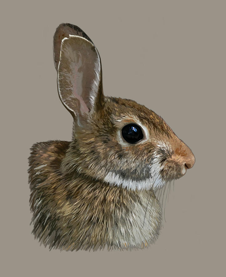 Rabbit Mixed Media by Judy Cuddehe