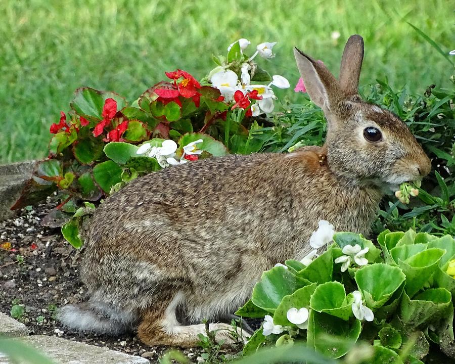 Rabbit Laying In Flowers Photograph by Susan Sam