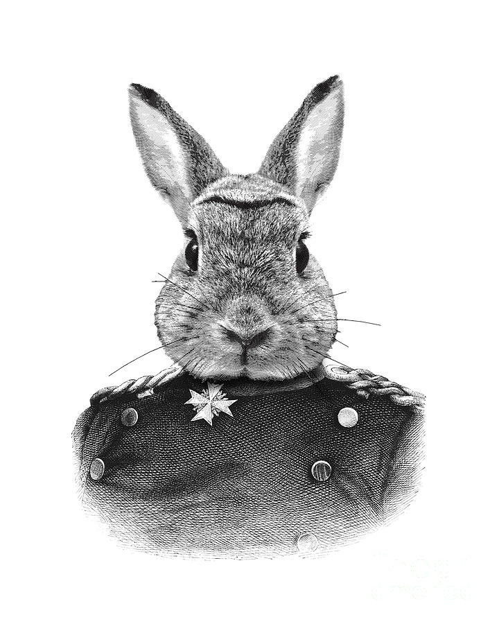 Rabbit Mixed Media - Rabbit portrait in black and white by Madame Memento