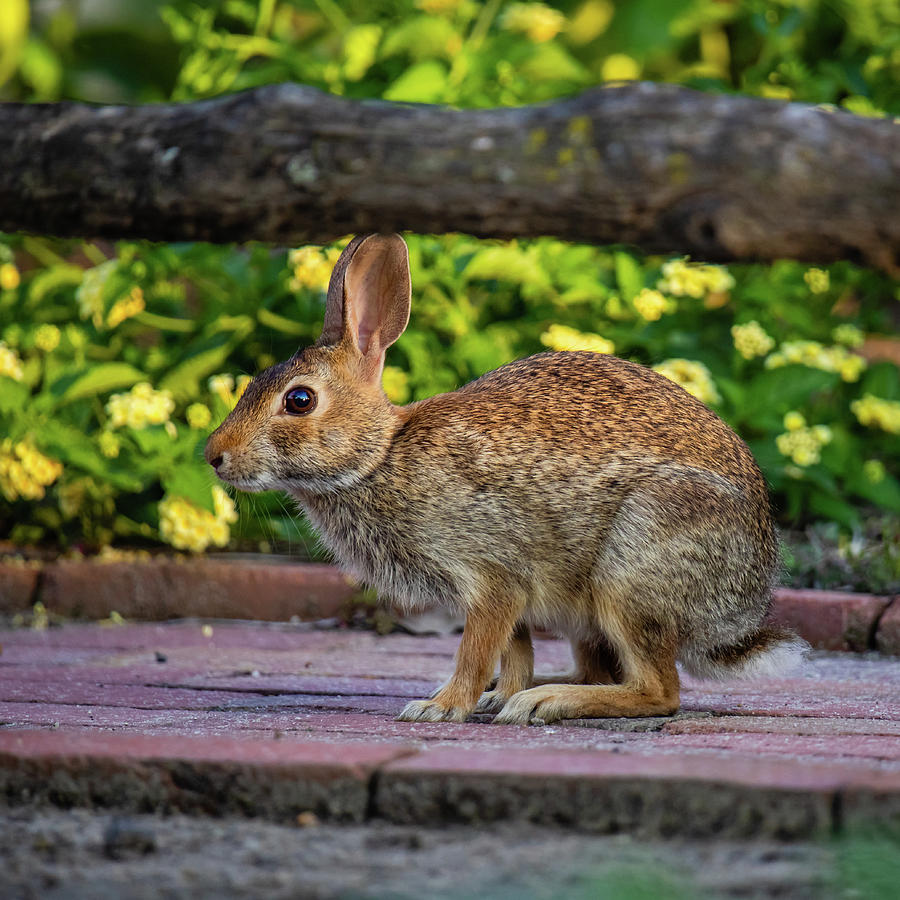 Rabbit Photograph by Rachel Morrison