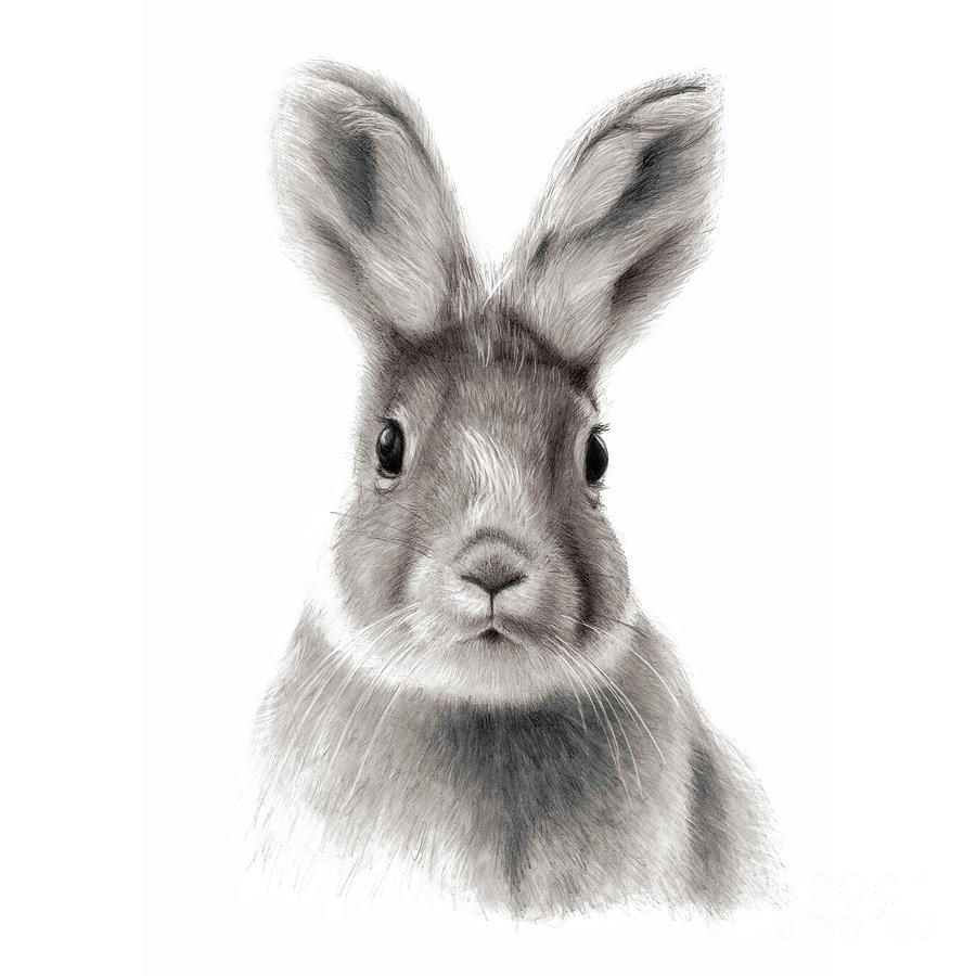 Rabbit Drawing by Robert Douglas