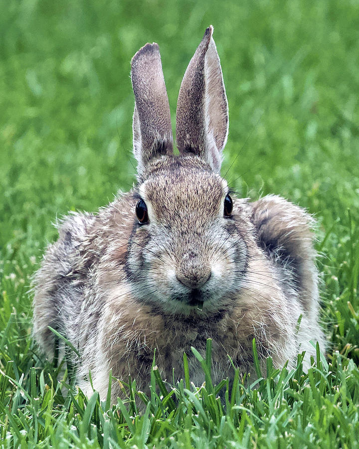 Rabbit Photograph by Shirley Dutchkowski