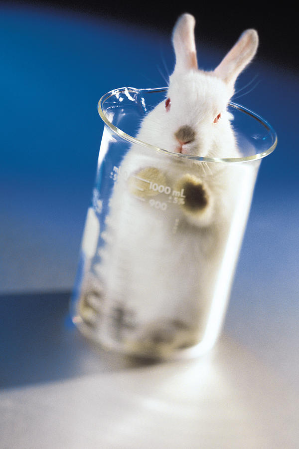 Rabbit sitting in glass beaker symbolizes animal testing Photograph by Comstock