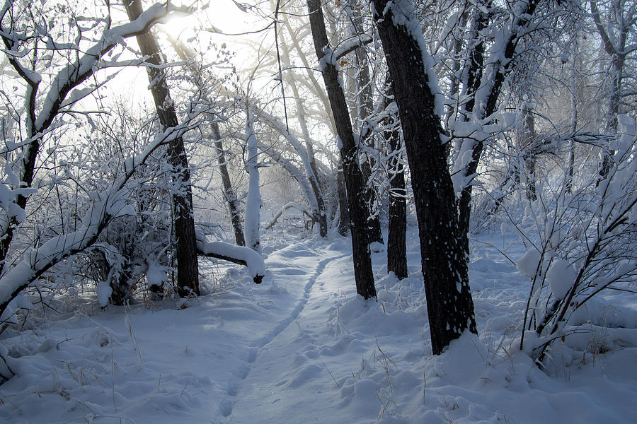 Rabbit Trail Through the Snowy Forest Photograph by Cascade Colors
