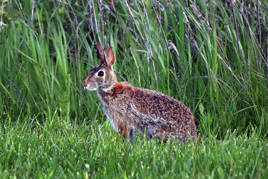 Rabbit Waiting in the Grass Photograph by Angela Murdock