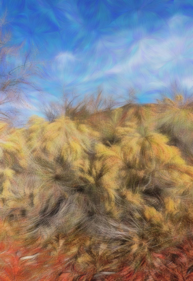 Rabbitbrush in Winter by Barbara Rogers Rabbitbrush in Winter by Barbara Rogers