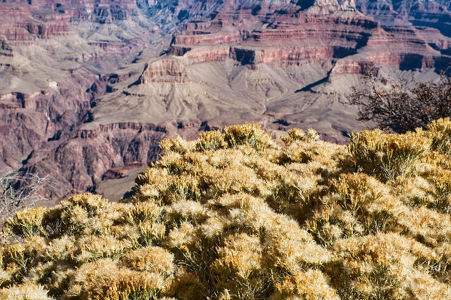Rabbitbrush on the Rim - Grand Canyon Photograph by Stuart Litoff