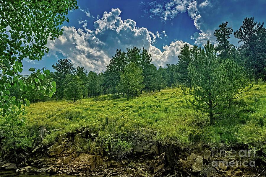 Rabbitbush Hillside Photograph by Jon Burch Photography