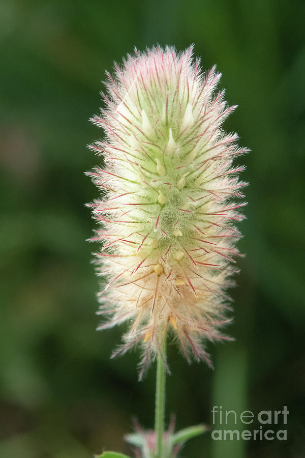 Summer Photograph - Rabbitfoot Clover Flower in Idaho by Nancy Gleason