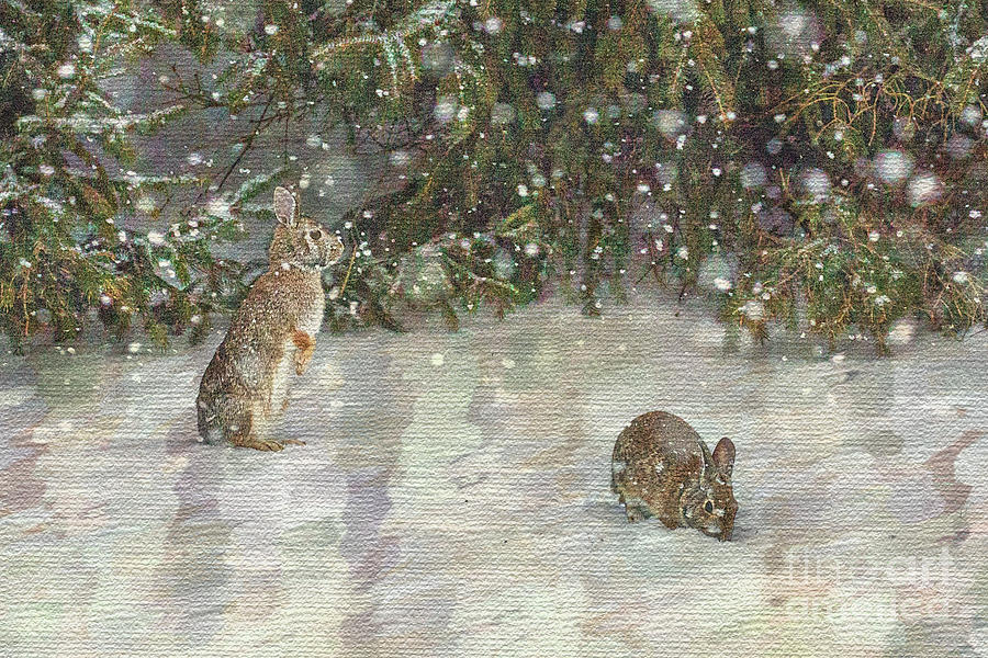 Rabbit Digital Art - Rabbits In The Snow by Sharon McConnell