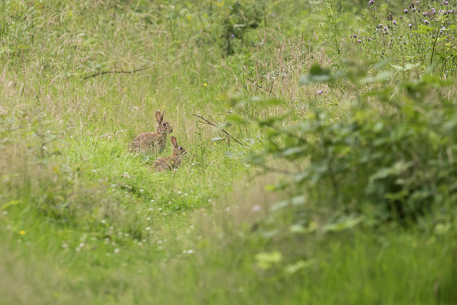 Rabbits Photograph by Wendy Cooper