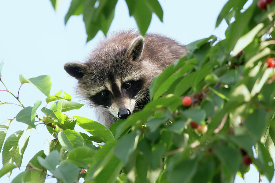 Raccoon 2022 01 Photograph by Judy Tomlinson | Pixels