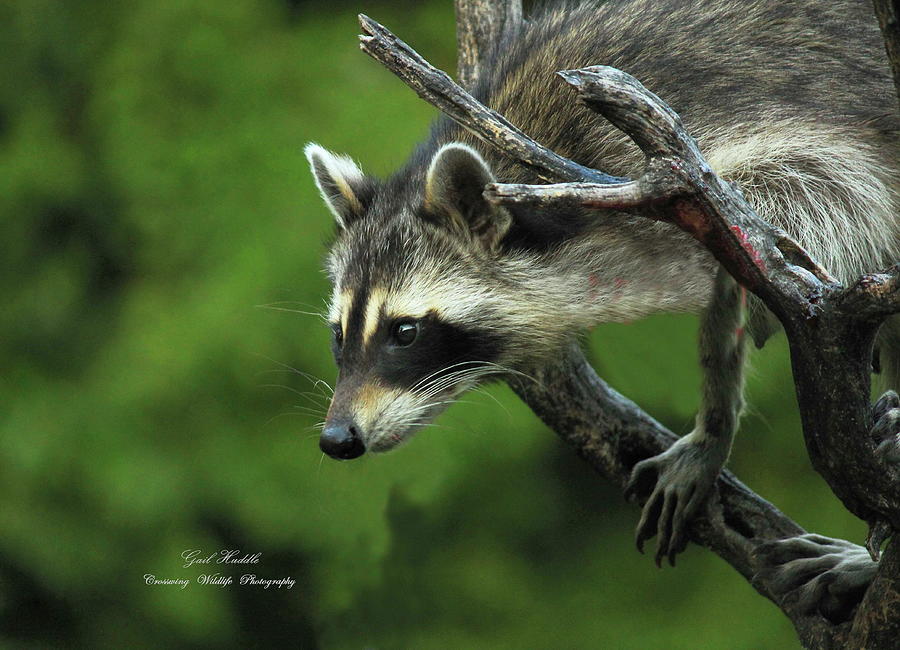 Raccoon At Dusk-3 Photograph by Gail Huddle | Fine Art America