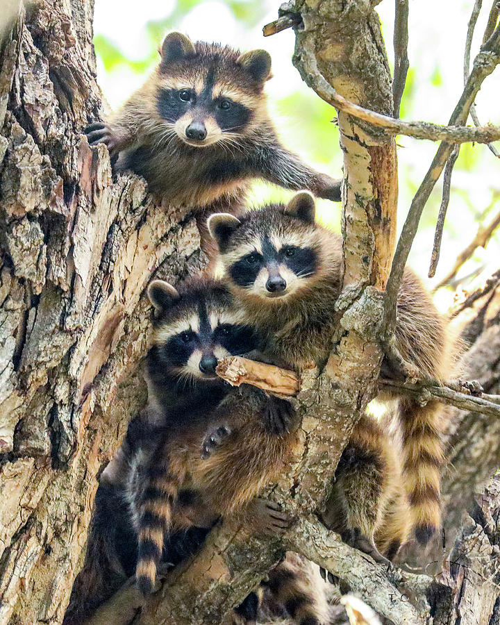 Raccoon Babies Photograph by Dawn Key