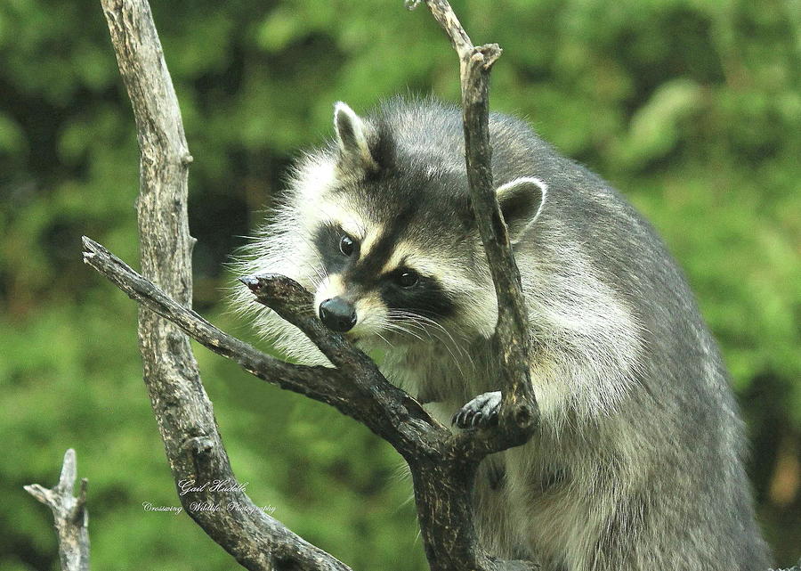 Raccoon Classic 3 Photograph By Gail Huddle - Fine Art America