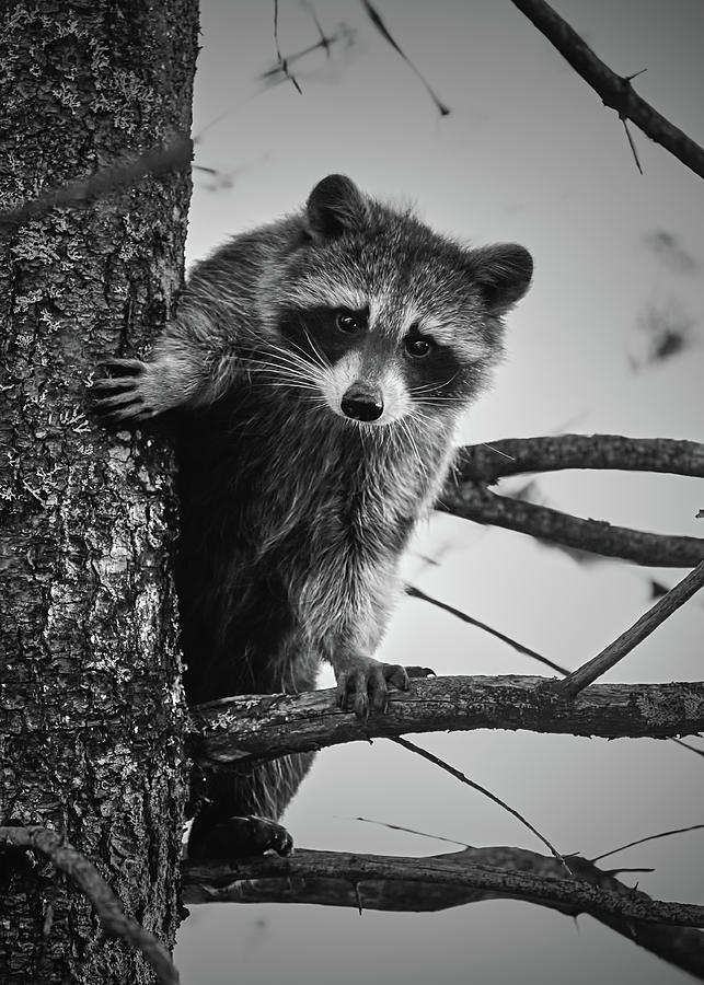 Raccoon Climbing The Pine Photograph by Bob Orsillo
